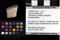 Foto (Objket + Etiketten) von Goniodromitidae indet. 